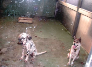 動物愛護センターで処分の日を待つ犬たち