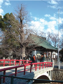 白鳥伝説のある松戸神社と銀杏のご神木