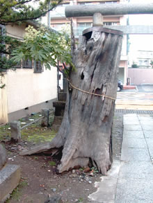 昭和17年に落雷を受けた雷電神社の杉のご神木