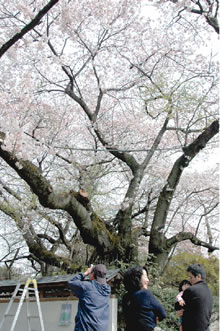 百年桜の写真