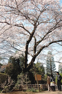 樹齢約100年の金乗院の「劫初の桜」