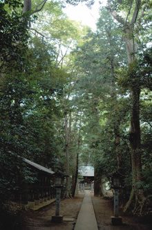 市指定文化財にもなっている八幡春日神社の森の写真