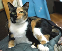 お店のアイドル?猫の写真