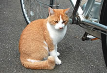 なぜか私の自転車がお気に入りの猫の写真