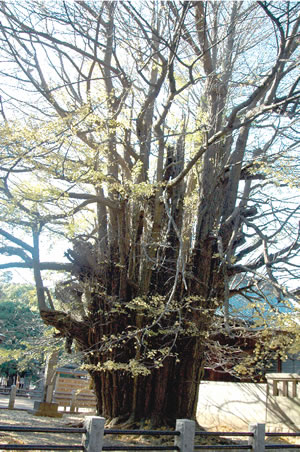 葛飾八幡宮「千本公孫樹」の写真