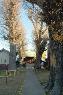 神明社の銀杏並木の写真