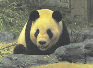 3年ぶりに上野動物園にやってきたパンダ写真