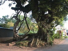 松虫寺近くの樹木の根元に小さな祠の写真